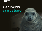 Cer i wirio cyn cytuno.