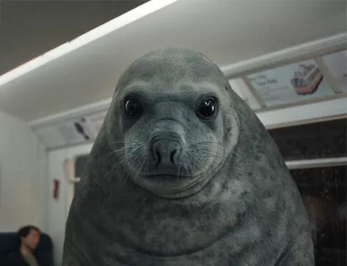 Photo of Emil the seal